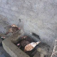 فروش بوقلمون محلی