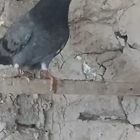 کفتر|پرنده|مشکین‌دشت, |دیوار