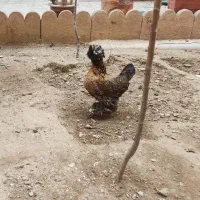 یک مرغ لهستانی حنایی رنگ با یک خروس تخفیف همداره|حیوانات مزرعه|تهران, شهرک ولیعصر شمالی|دیوار