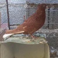 کفتر گلی کبوتر گلی کلایی پالخت|پرنده|بافت, |دیوار