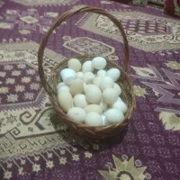 مرغ محلی تخمگذار