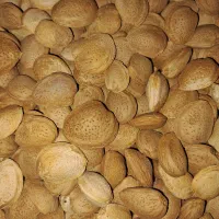 بادام درختی