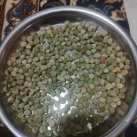 بذر نخود فرنگی سیمنس آمریکا یک بار کشت