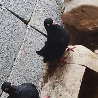 سه عدد کبوتر زاغ