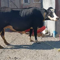 گاو پرشیر سمنتال مونت