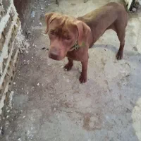 واگذاری پیتبول نر