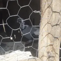 کبوتر روزگاری|پرنده|جونقان, |دیوار