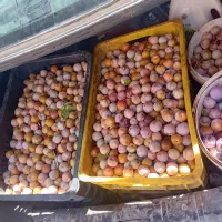 آلو کبرایی