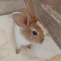 خرگوش بازیگوش خانگی