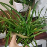 گل گندمی|گل و گیاه طبیعی|اندیشه, اندیشه فاز ۱|دیوار