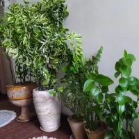 گل وگیاه آپارتمانی|گل و گیاه طبیعی|فلاورجان, |دیوار