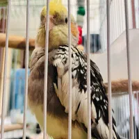 گمشده