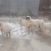 4راس بره ماده سالم برای پرواری