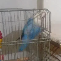 طوطی برزیلی