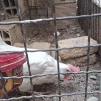 مرغ تخمگذار