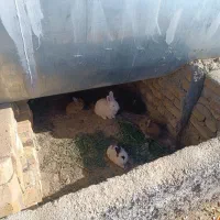 بچه خرگوش