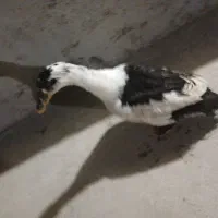 اردک