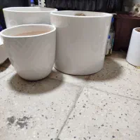 گلدان|گل و گیاه طبیعی|قم, میرزائیه|دیوار