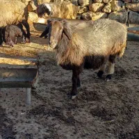 قوچ|حیوانات مزرعه|لوداب, |دیوار