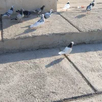 طوقی|پرنده|دوگنبدان, |دیوار