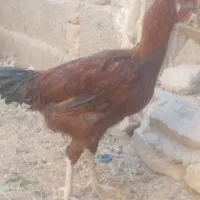 بز شیری سه قلو زا|حیوانات مزرعه|سراوان, |دیوار