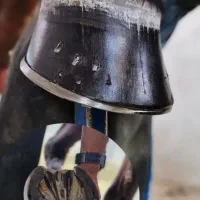 نعل بندی