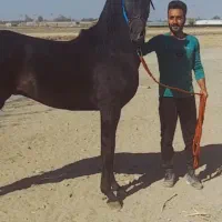 نریان نوه کامران