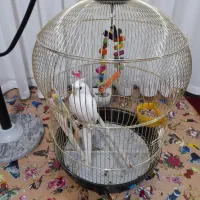 فروش عروس هلندی نر  سخنگو و مست