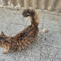 گربه پرشین نر|گربه|اصفهان, امیرعرب|دیوار