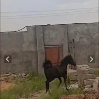 اسب  مادیون