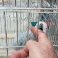 کاسکو مرغ عشق  و عروس  کوتوله مولد  قناری  مینا|پرنده|اصفهان, کوجان|دیوار