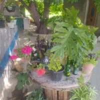 سفره خانه سنتی قهرمانی|کافیشاپ و رستوران|اسدآباد, |دیوار