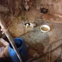 یک سگ خرطول|سگ|ملایر, |دیوار