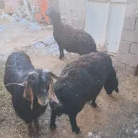 قوچ قره قزل با شیشک و ی راس بز نر