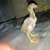 جوجه لاری اصل ضمانتی