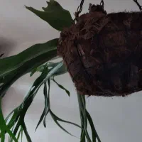 گیاه گل هوازی شاخ گوزنی با گلدان اندونزی غول پیکر|گل و گیاه طبیعی|رشت, پستک|دیوار