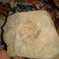 فسیل