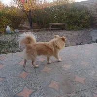 سگ پا کوتاه گمشده