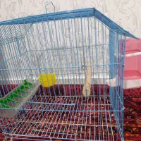 قفس پرنده مرغ عشق عروس هلندی طوطی برزیلی