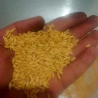 گندم دیم دست چین