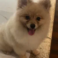 فروش سگ پامرین ۵ ماهه