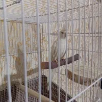 عروس هلندی آلبینو ماده|پرنده|مشهد, گلشور|دیوار