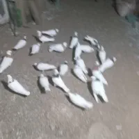 فروش طوقی کاکلی