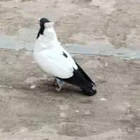 کفتر ذات دار|پرنده|مشهد, ایثار|دیوار