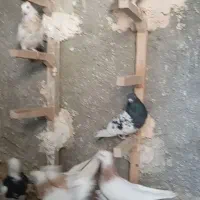 کفتر ماده پرشی|پرنده|نیشابور, دهنو|دیوار