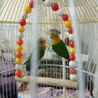 فروش طوطی تک و عروس تک نر|پرنده|شیراز, شهرک صدا و سیما|دیوار