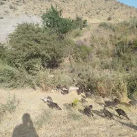 حیوانات ومزرعه|حیوانات مزرعه|کاغذکنان, |دیوار