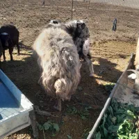 باسلام ۳تا قورچ چاق قصابی جوان بفروش میرسد|حیوانات مزرعه|نهاوند, |دیوار