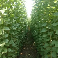 فروش نهال کبوده برای فضای سبز و زراعت چوب|خدمات باغبانی و درختکاری|صحنه, |دیوار