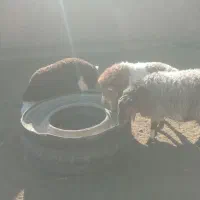 قوچ|حیوانات مزرعه|سده (خراسان جنوبی), |دیوار